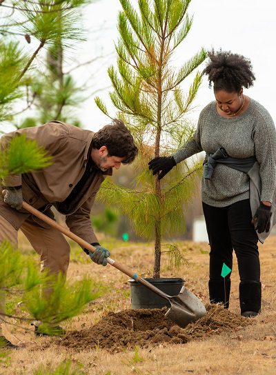 planting trees